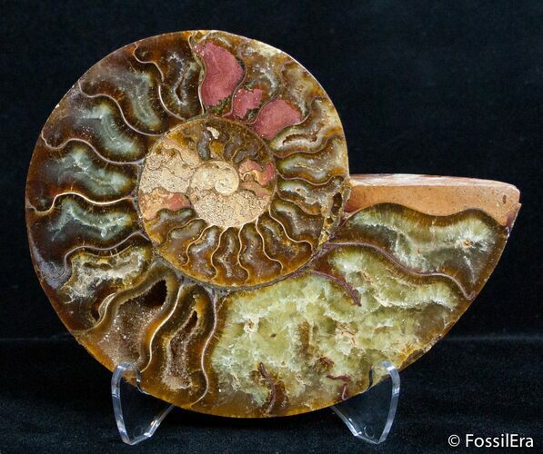 Inch Split Ammonite (Half) #2627